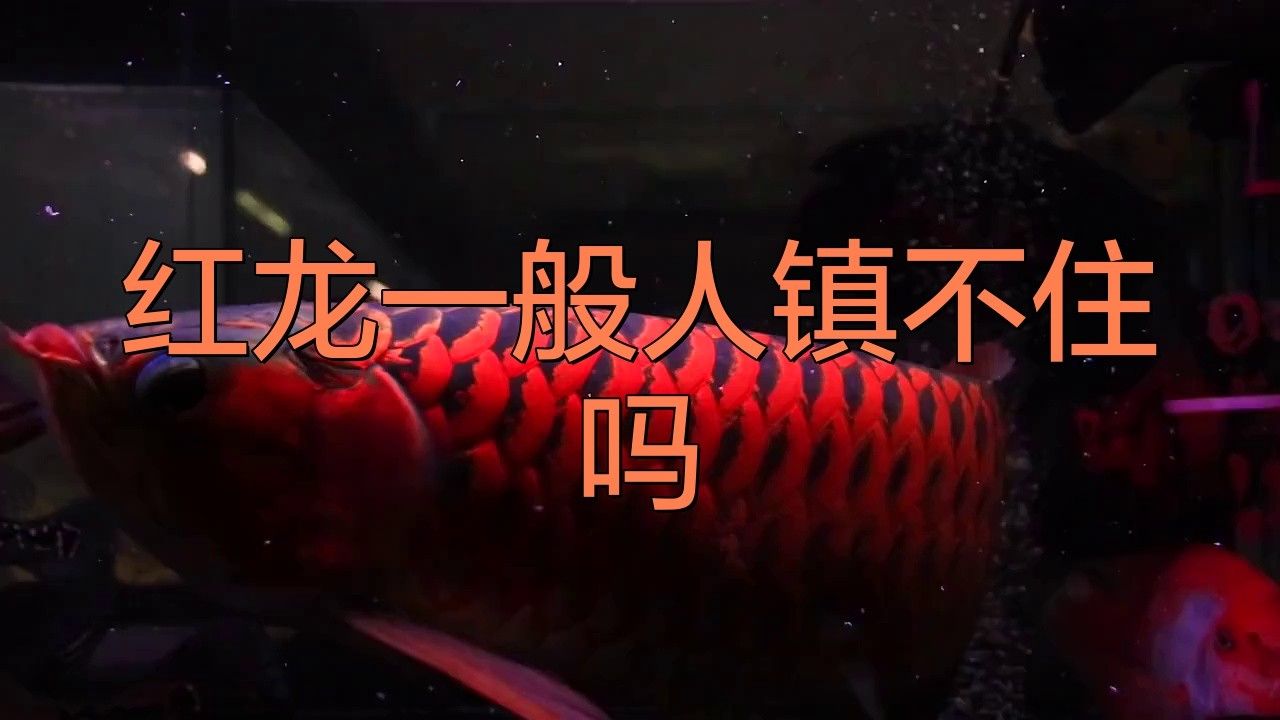 十大紅龍魚品牌圖片及價格大全