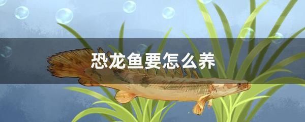 恐龍魚能活多少年啊