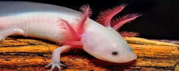恐龍魚能活多少年啊