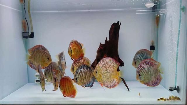 混養七彩神仙魚與龍魚混養怎么喂食七彩神仙魚與龍魚混養策略：七彩神仙魚與龍魚混養時的喂食策略