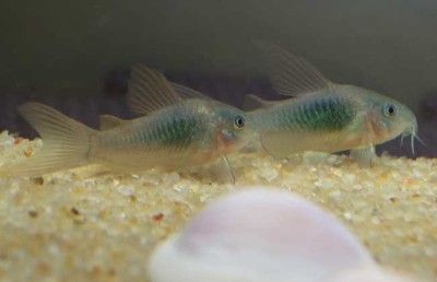 混養七彩神仙魚與龍魚混養怎么喂食七彩神仙魚與龍魚混養策略：七彩神仙魚與龍魚混養時的喂食策略