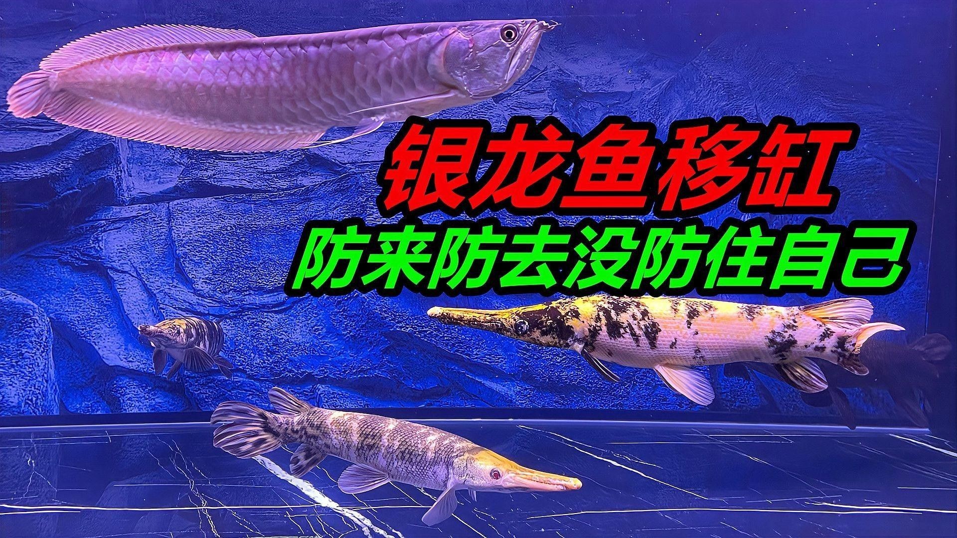 銀龍魚老撞缸怎么回事