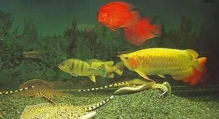 促進龍魚食欲的藥物有哪些（促進龍魚食欲的藥物或方法主要有以下幾類：增強食欲的藥物） 促進龍魚食欲的藥物有哪些（促進龍魚食欲的藥物或方法主要有以下幾類：增強食欲的藥物） 龍魚百科 第3張