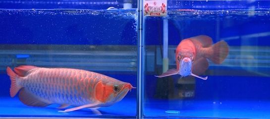 巴雷特龍魚官網：巴雷特龍魚巴雷特龍魚巴雷特龍魚巴雷特龍魚官網地址