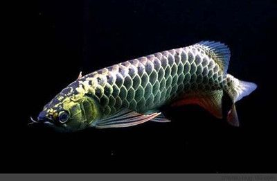 龍魚抖鰭的原因（龍魚抖鰭可能是由多種因素引起）