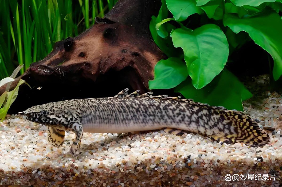 恐龍魚混養羅漢魚