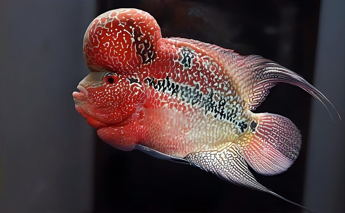 恐龍魚混養羅漢魚
