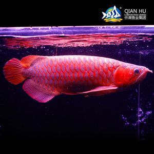印尼紅龍魚選購指南：印尼紅龍魚市場價格，紅龍魚品種鑒別方法