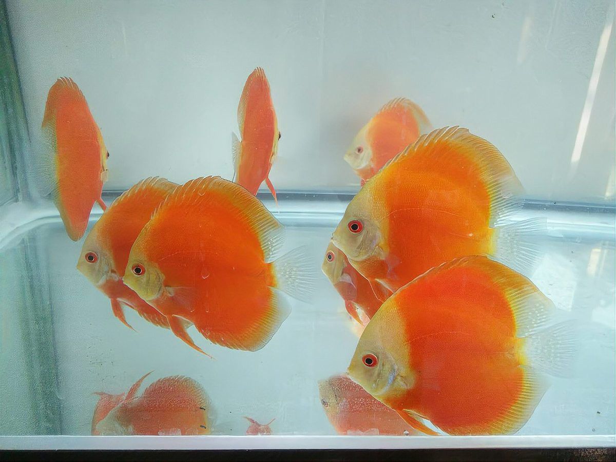 龍魚爛身如何治療？ 龍魚爛身如何治療？ 龍魚百科 第6張