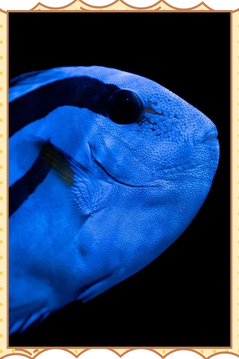 龍魚爛身如何治療？ 龍魚爛身如何治療？ 龍魚百科 第7張