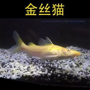 黃金貓和龍魚混養好不好：黃金貓與龍魚混養好不好黃金貓與龍魚混養好不好