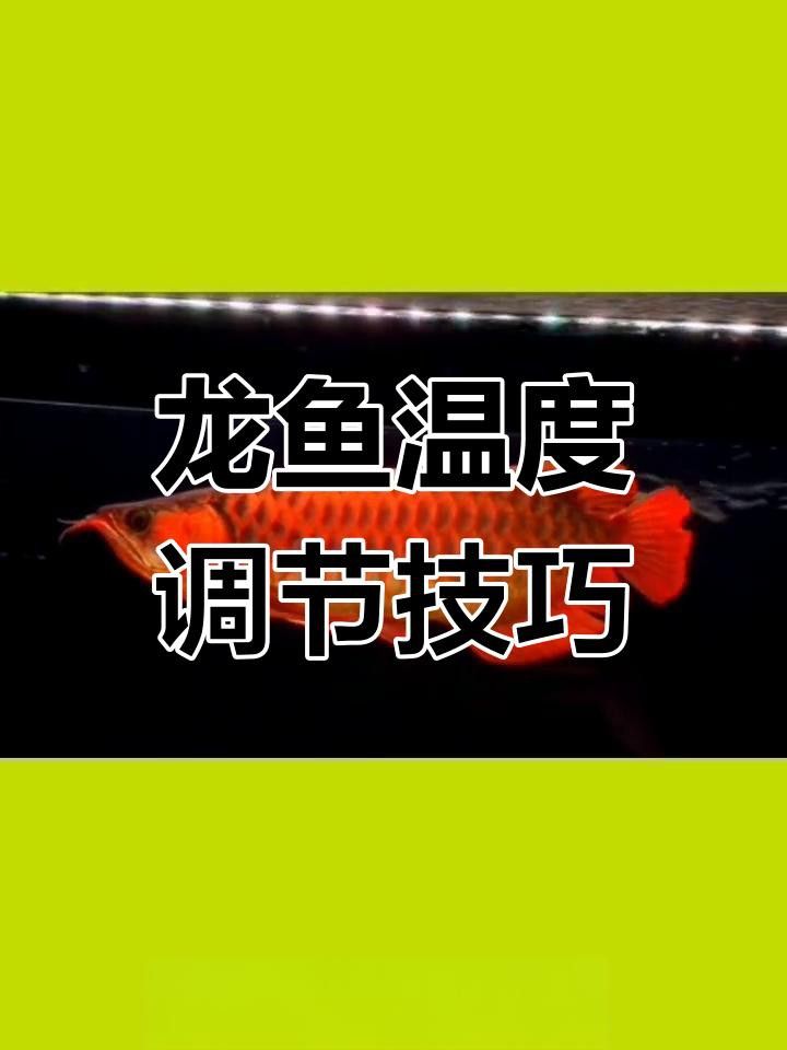 龍魚飼養溫度波動會有什么影響？ 龍魚飼養溫度波動會有什么影響？ 龍魚百科 第6張