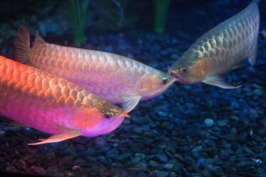 白色紅尾金龍魚叫什么：白色紅尾金龍魚的命名