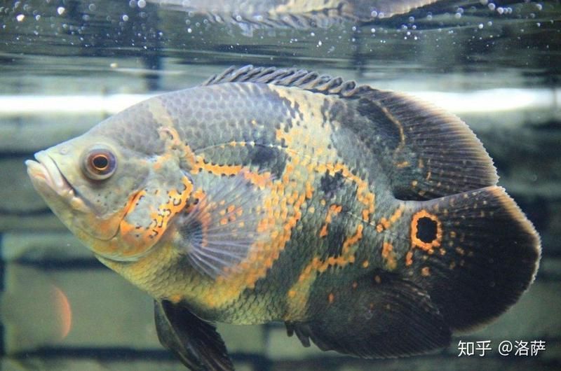羅漢魚多久認主人