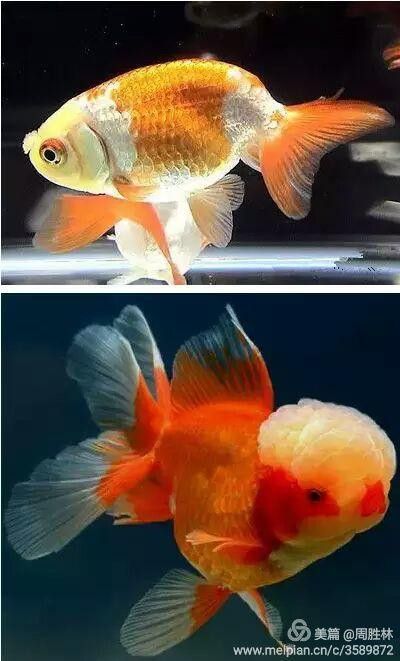 紫龍魚圖片