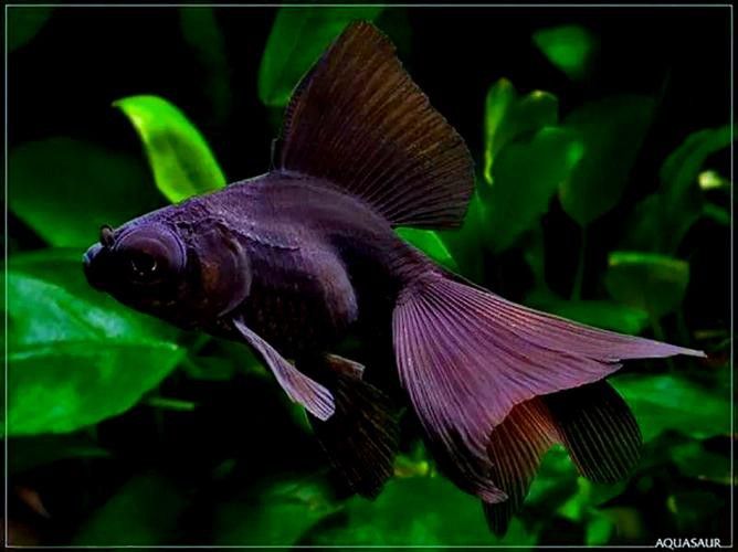 紫龍魚圖片