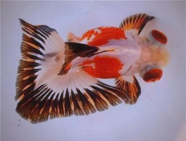 紫龍魚圖片