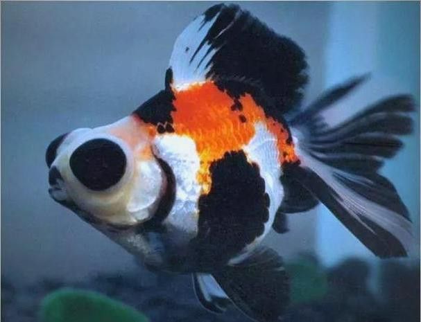 紫龍魚圖片