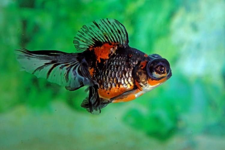 紫龍魚圖片