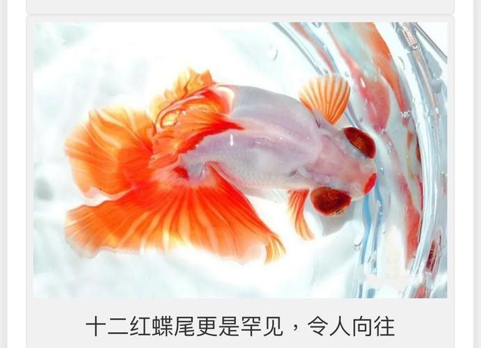 紫龍魚圖片