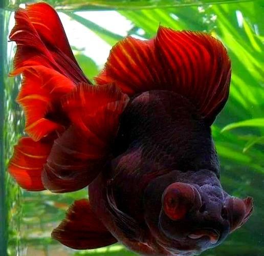紫龍魚圖片