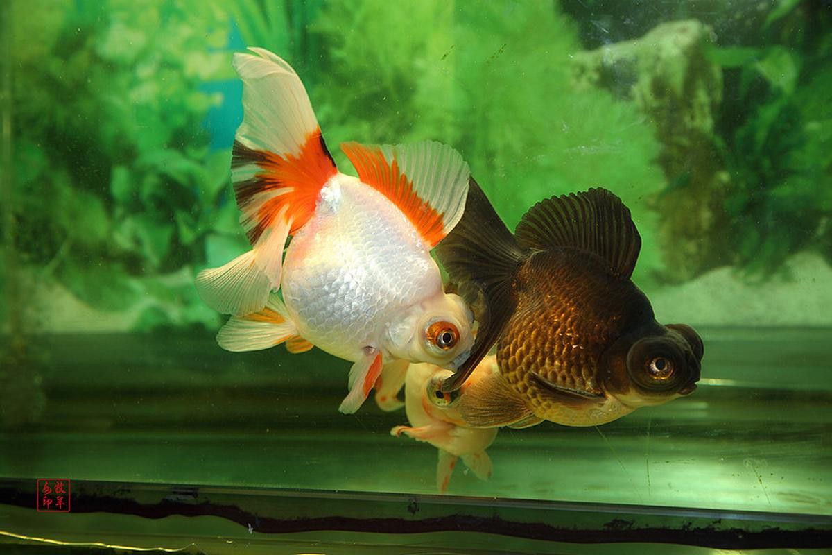 紫龍魚圖片
