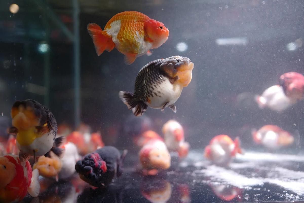 紫龍魚圖片