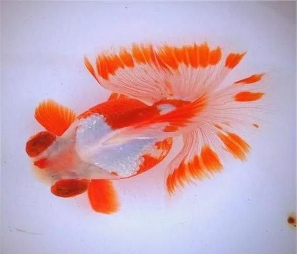 紫龍魚圖片