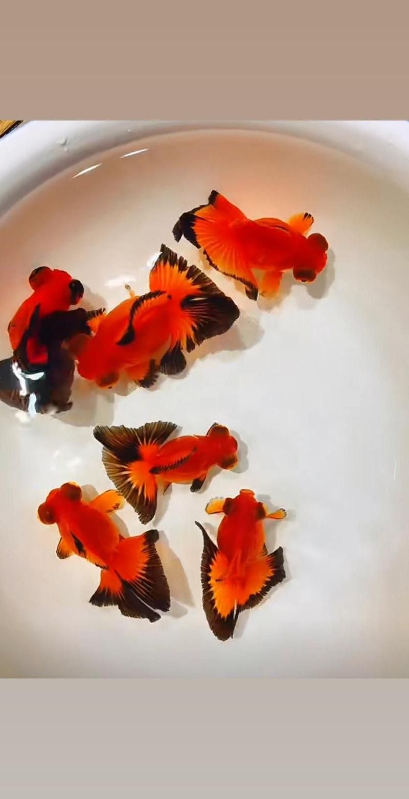 紫龍魚圖片