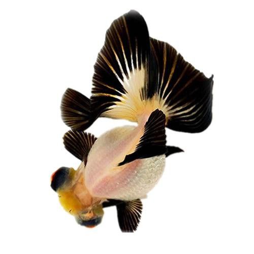 紫龍魚圖片