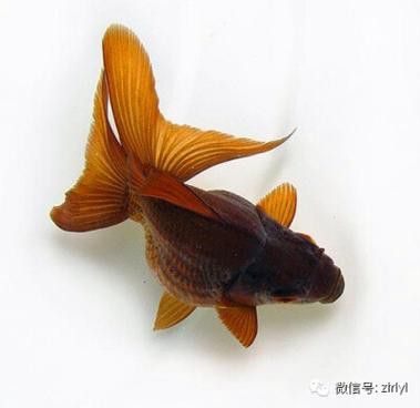 紫龍魚圖片