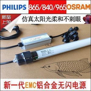 龍魚家養(yǎng)幾條合適：新手養(yǎng)龍魚的入門指南，龍魚混養(yǎng)時的等級層次設(shè)定