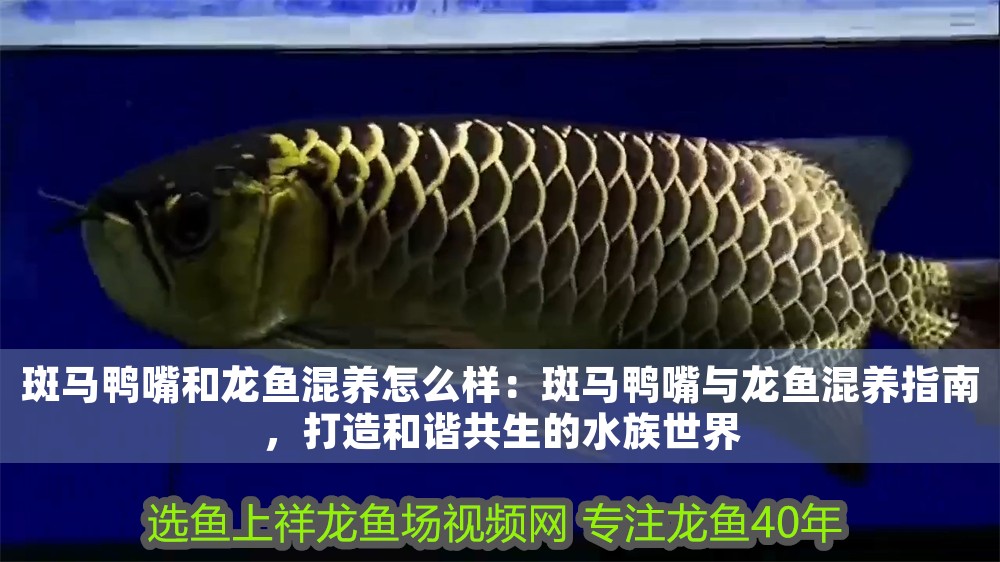 斑馬鴨嘴和龍魚混養(yǎng)怎么樣：斑馬鴨嘴與龍魚混養(yǎng)指南，打造和諧共生的水族世界 斑馬鴨嘴和龍魚混養(yǎng)怎么樣：斑馬鴨嘴與龍魚混養(yǎng)指南，打造和諧共生的水族世界 龍魚百科 第1張