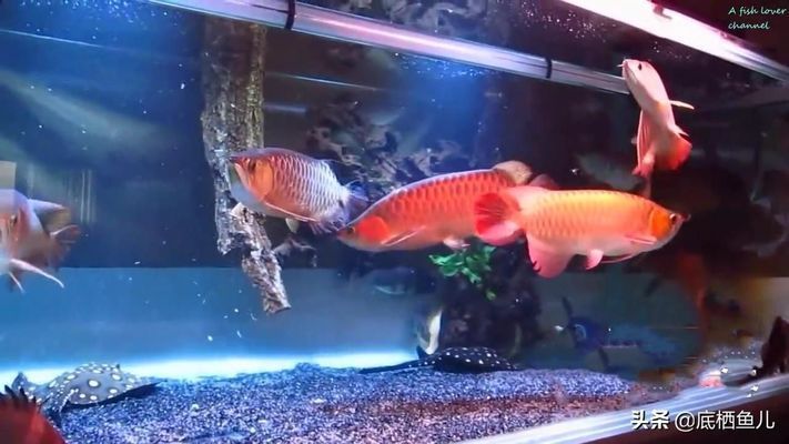 龍魚缸ph值越來越低：龍魚打架后如何快速恢復
