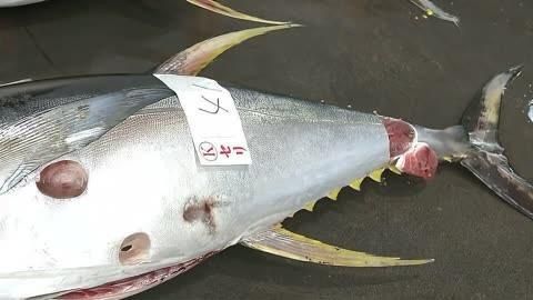 藍鰭和黃鰭金槍魚區(qū)別 藍鰭和黃鰭金槍魚區(qū)別 龍魚百科 第3張