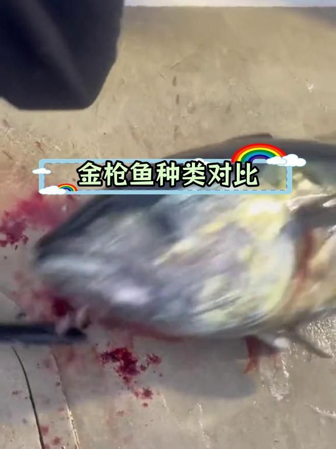 藍鰭和黃鰭金槍魚區(qū)別 藍鰭和黃鰭金槍魚區(qū)別 龍魚百科 第4張
