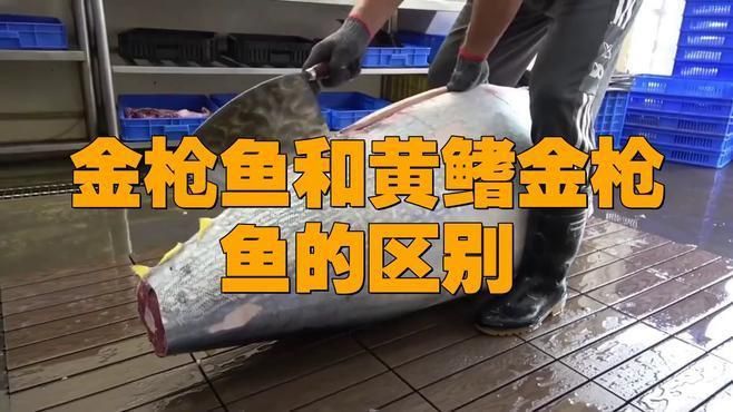 藍鰭和黃鰭金槍魚區(qū)別 藍鰭和黃鰭金槍魚區(qū)別 龍魚百科 第6張