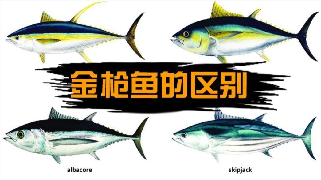 藍鰭和黃鰭金槍魚區(qū)別 藍鰭和黃鰭金槍魚區(qū)別 龍魚百科 第5張