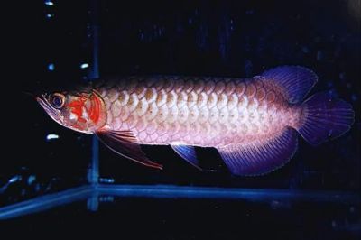 龍魚都有哪些疾病：龍魚常見(jiàn)疾病及治療方法 龍魚都有哪些疾病：龍魚常見(jiàn)疾病及治療方法 龍魚百科 第5張