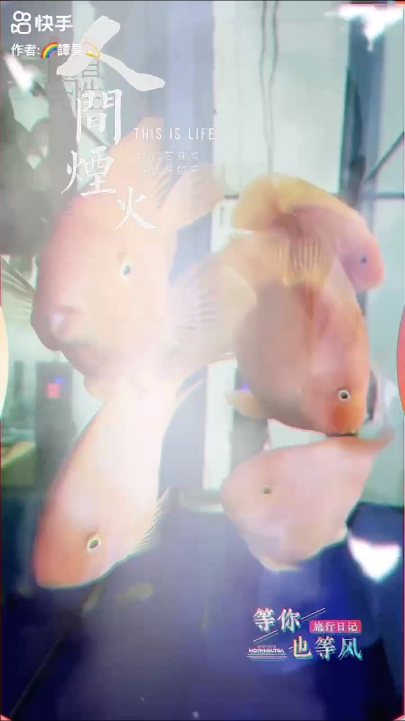 最小型的龍魚：最漂亮的銀龍魚應該是什么樣的？ 最小型的龍魚：最漂亮的銀龍魚應該是什么樣的？ 龍魚百科