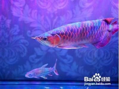 龍魚歪嘴怎么治療（如何治療龍魚歪嘴） 龍魚歪嘴怎么治療（如何治療龍魚歪嘴） 龍魚百科 第3張