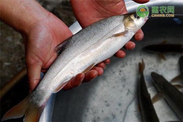 10大名貴食用魚