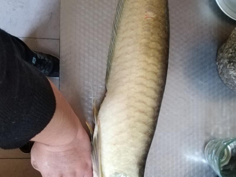 紅燒銀龍魚(yú)做法大全竅門(mén)圖片 紅燒銀龍魚(yú)做法大全竅門(mén)圖片 龍魚(yú)百科 第27張