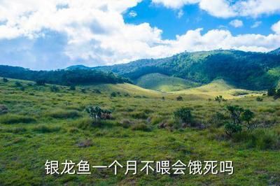 龍魚多少天不吃東西會餓死：關于龍魚多久不吃食物會餓死，龍魚的耐餓能力有哪些影響 龍魚多少天不吃東西會餓死：關于龍魚多久不吃食物會餓死，龍魚的耐餓能力有哪些影響 龍魚百科 第4張