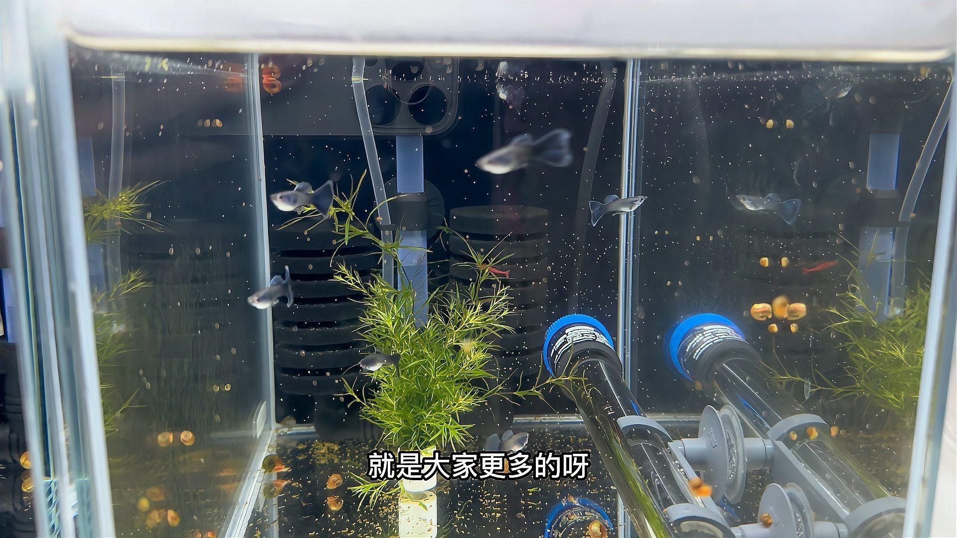 孔雀魚多久繁殖一次