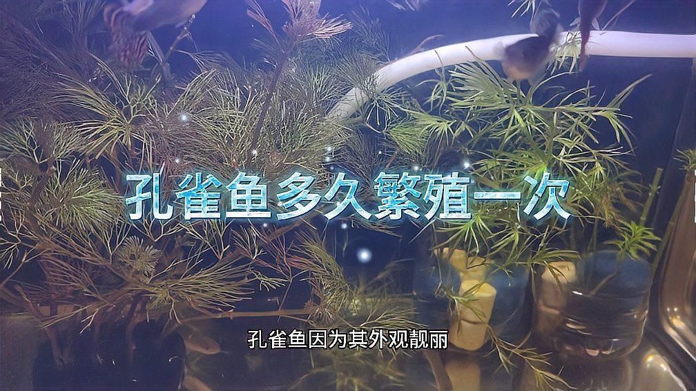 孔雀魚多久繁殖一次