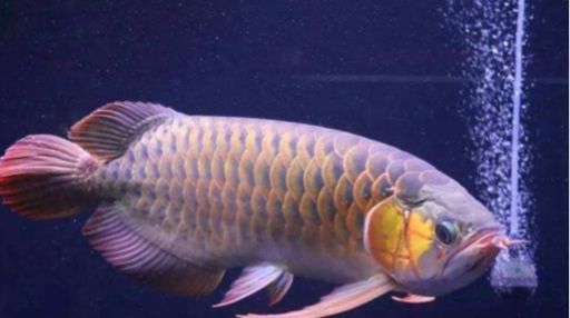 龍魚經(jīng)常張嘴怎么辦：龍魚經(jīng)常張嘴可能是因為多種原因，龍魚經(jīng)常張嘴怎么辦