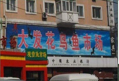 哈爾濱賣(mài)龍魚(yú)的地方在哪