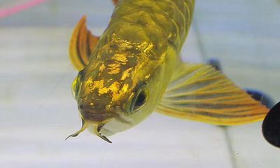 金頭龍魚黑缸養還是白缸養？：金頭龍魚黑缸養還是白缸養金頭龍魚黑缸養還是白缸養