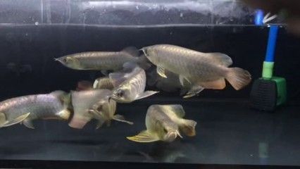 金頭龍魚黑缸養還是白缸養？：金頭龍魚黑缸養還是白缸養金頭龍魚黑缸養還是白缸養